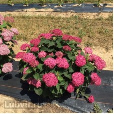 Гортензия древовидная РУБИ АННАБЕЛЬ